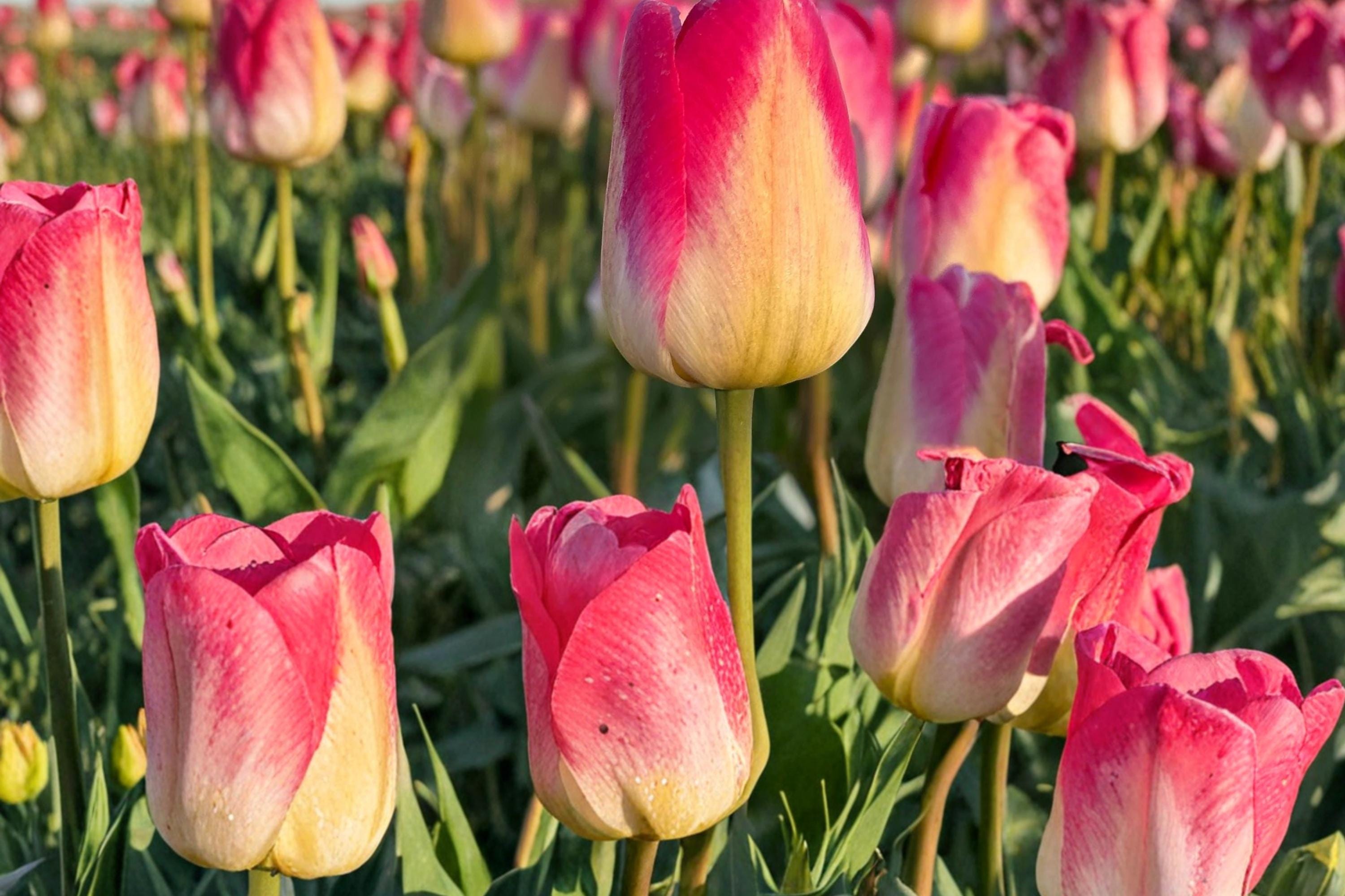Tom Pouce Tulip Bulbs – Pink and Apricot Spring Flowering Perennial Tulipa Bulbs for Garden Beds & Containers