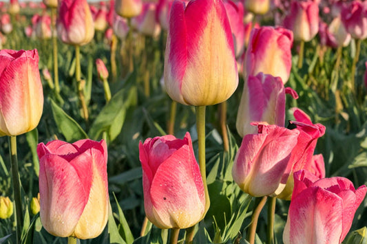 Tom Pouce Tulip Bulbs – Pink and Apricot Spring Flowering Perennial Tulipa Bulbs for Garden Beds & Containers