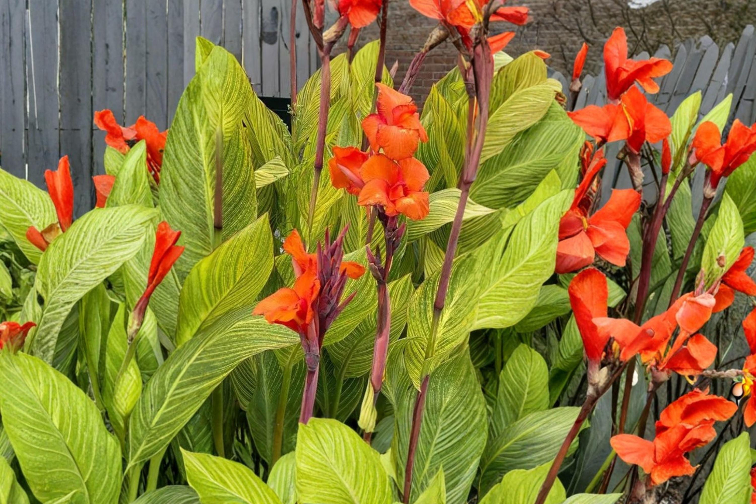 Pretoria Canna Lily Bulbs – Orange Flowers, Variegated Foliage, Perennial Canna Plant for Garden Beds & Containers