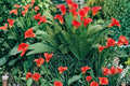 Majestic Red Calla Lily Bulbs – Zantedeschia, Deep Red Trumpet Flower, Perennial Garden & Container Plant, 3 Bulbs