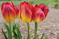 Amber Inferno Tulip Bulbs – Spring Flowering Perennial Tulipa for Garden Beds & Containers