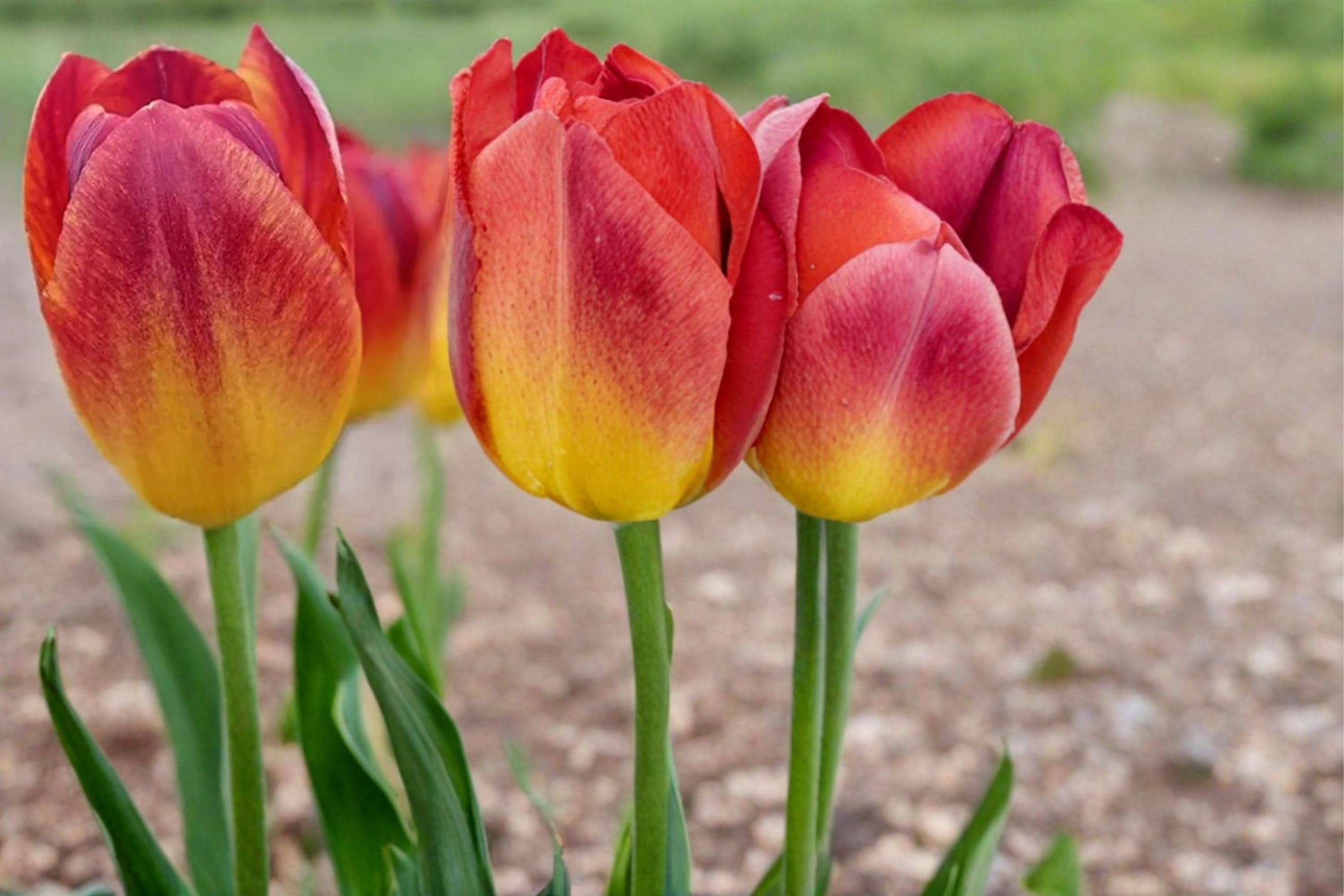 Amber Inferno Tulip Bulbs – Spring Flowering Perennial Tulipa for Garden Beds & Containers