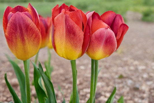 Amber Inferno Tulip Bulbs – Spring Flowering Perennial Tulipa for Garden Beds & Containers