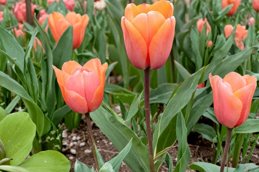 Apricot Impression Tulip Bulbs – 10 Pack, Spring Flowering, Perennial Tulipa, Apricot and Pink Blooms for Garden Beds & Containers