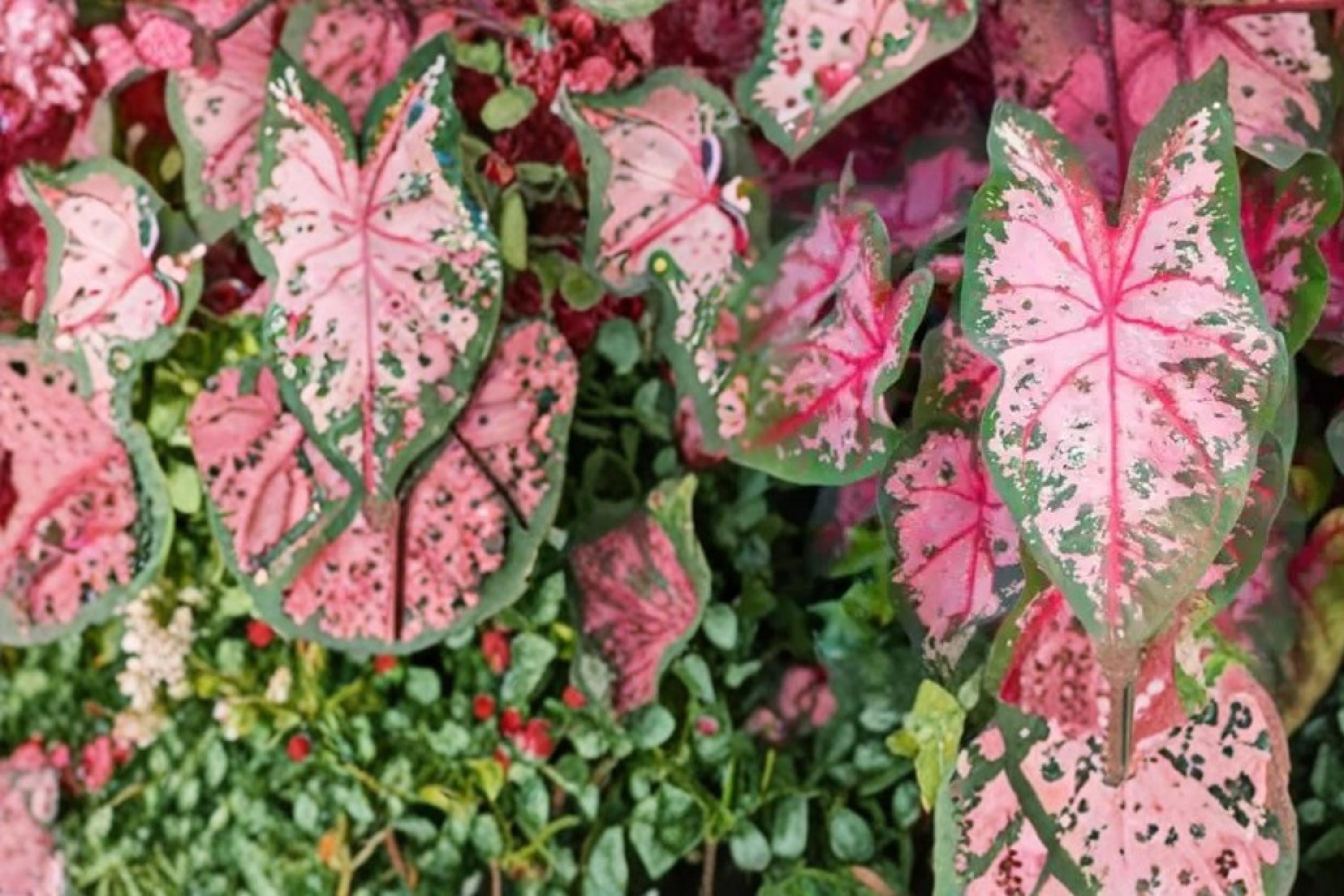 Carolyn Whorton Caladium Bulbs – Pink & Green Foliage, Tropical Shade Garden Plant, Caladium bicolor, Container & Landscape Display