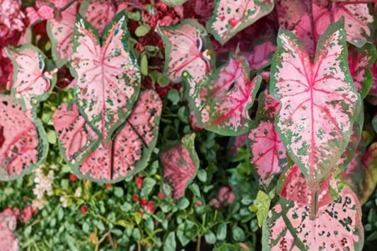 Carolyn Whorton Caladium Bulbs – Pink & Green Foliage, Tropical Shade Garden Plant, Caladium bicolor, Container & Landscape Display
