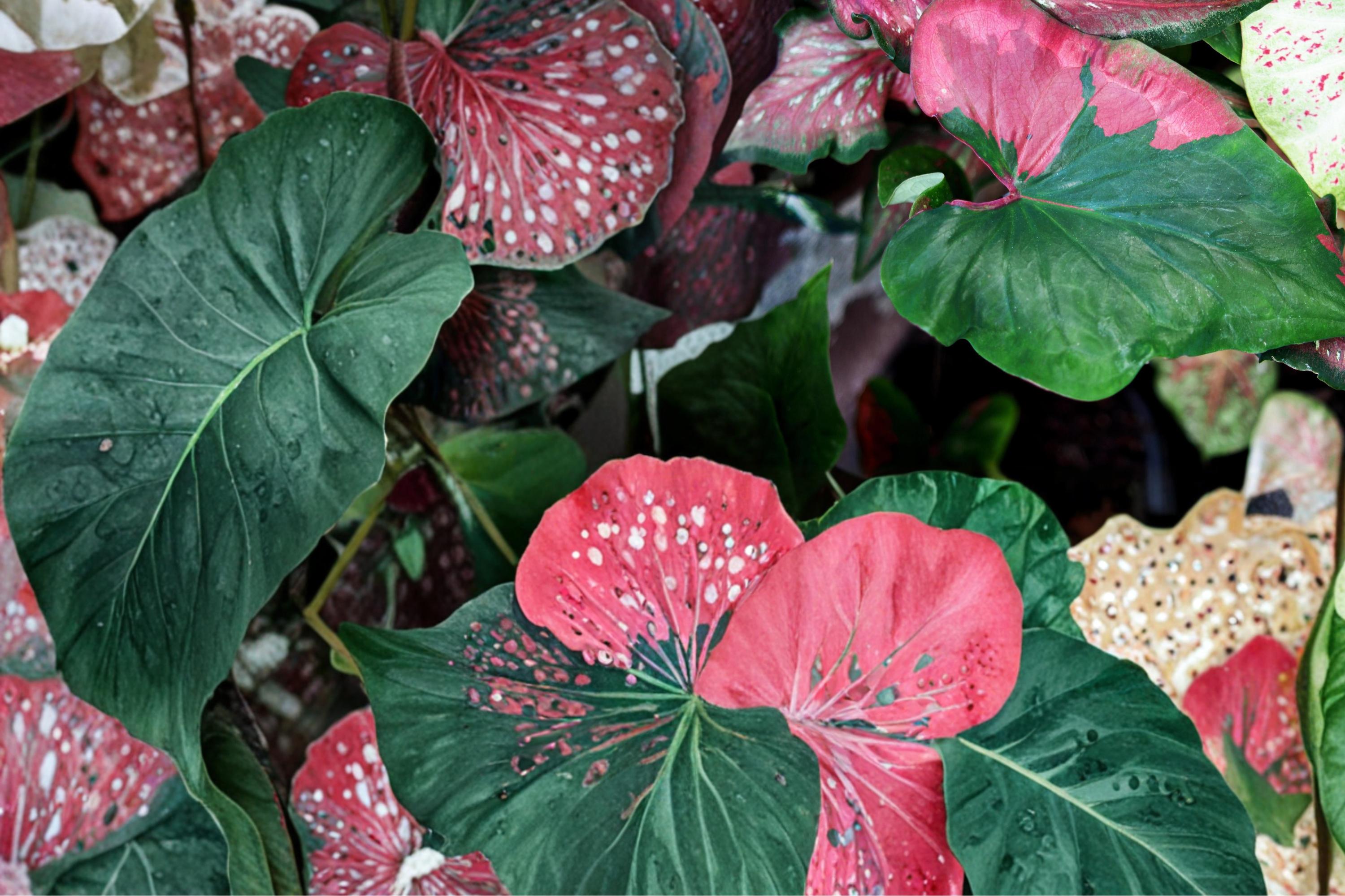 Harrison Strap Caladium Bulbs – Caladium bicolor – Tropical Shade Garden Plant for Containers & Landscaping