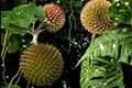 Soncoya Seeds – Annona purpurea Tropical Fruit Tree for Warm Climates, Edible Orange Pulp, Exotic Fruit Plant, 5 Seeds