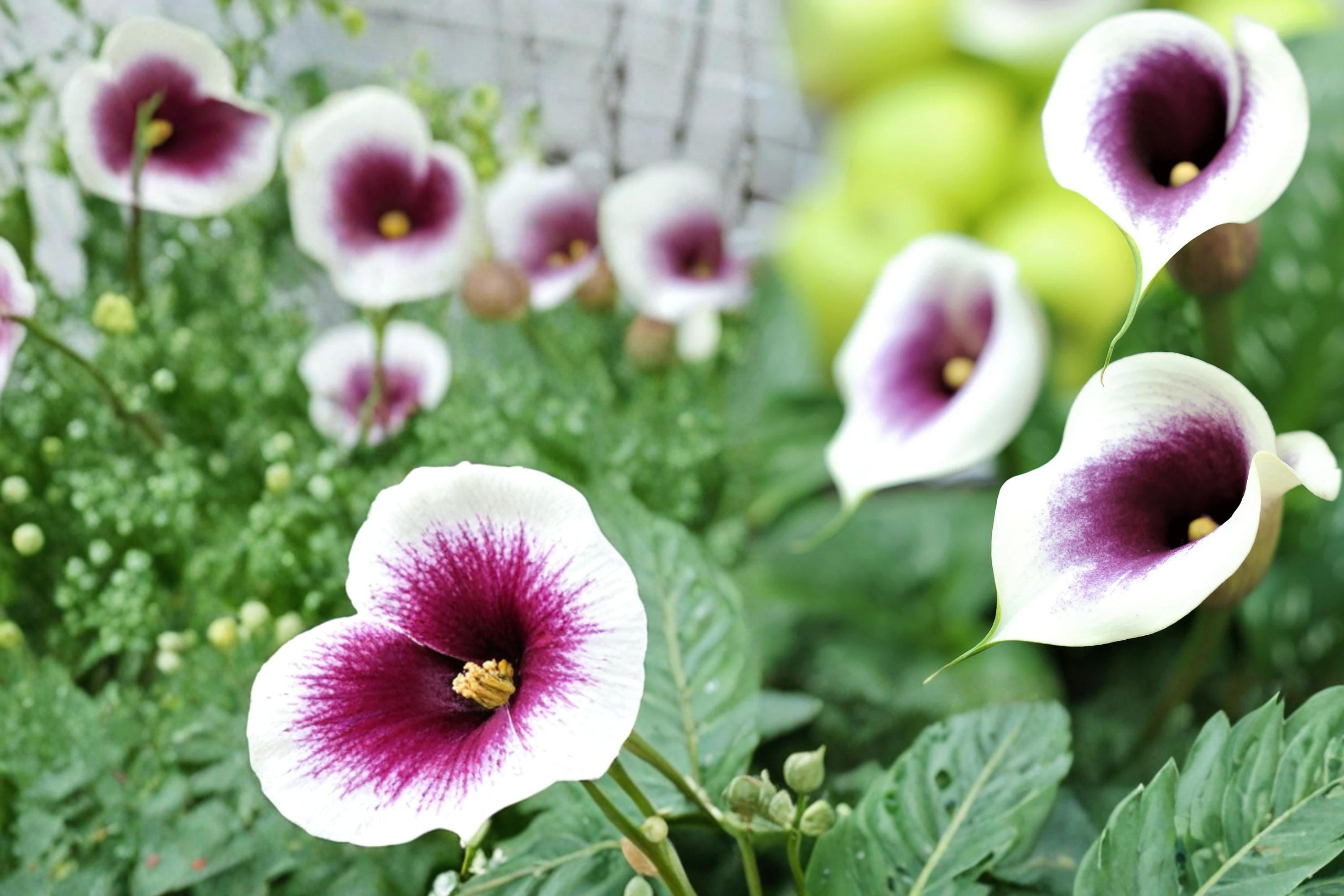 Picasso Calla Lily Bulbs – Zantedeschia, Bicolor Purple and White Flower, Ornamental Garden and Container Plant, 3 Bulbs