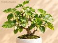Wild Kidney Bean Seeds (Phaseolus polystachios) – Native Climbing Vine for Woodland Gardens & Natural Landscapes