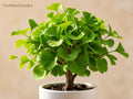 Buttonbush Bare Root Shrub 12–24 in, Native Cephalanthus occidentalis, Wet Soil, Flowering, Wildlife Friendly