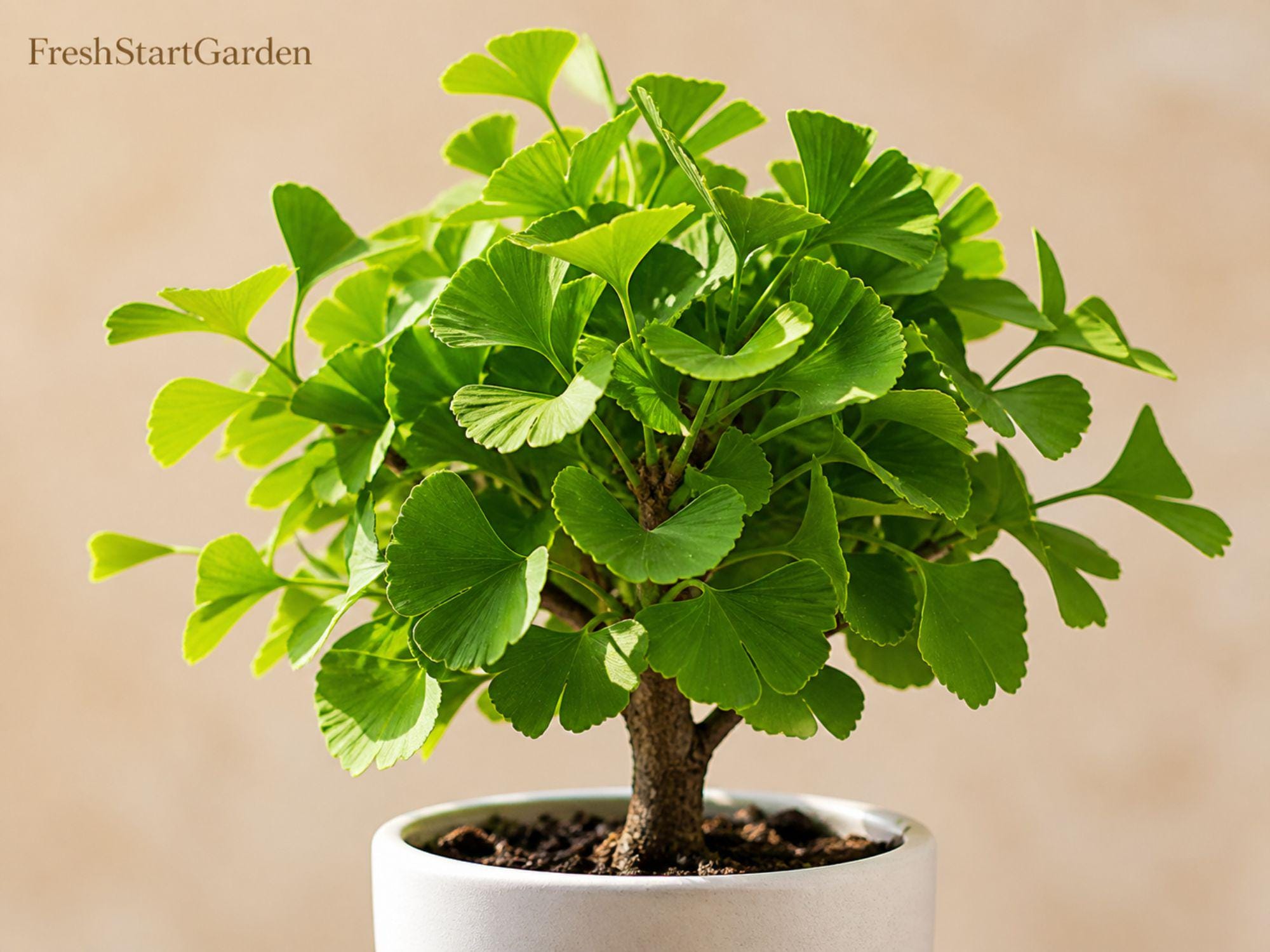 Buttonbush Bare Root Shrub 12–24 in, Native Cephalanthus occidentalis, Wet Soil, Flowering, Wildlife Friendly