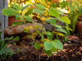 McKay's White Potentilla Live Plant – Compact Flowering Shrub with White Blooms, Hardy Perennial, Potentilla fruticosa