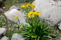 Creeping Daisy Seeds 100 | Swan River Daisy Chrysanthemum paludosum Low-Growing Flowering Plant