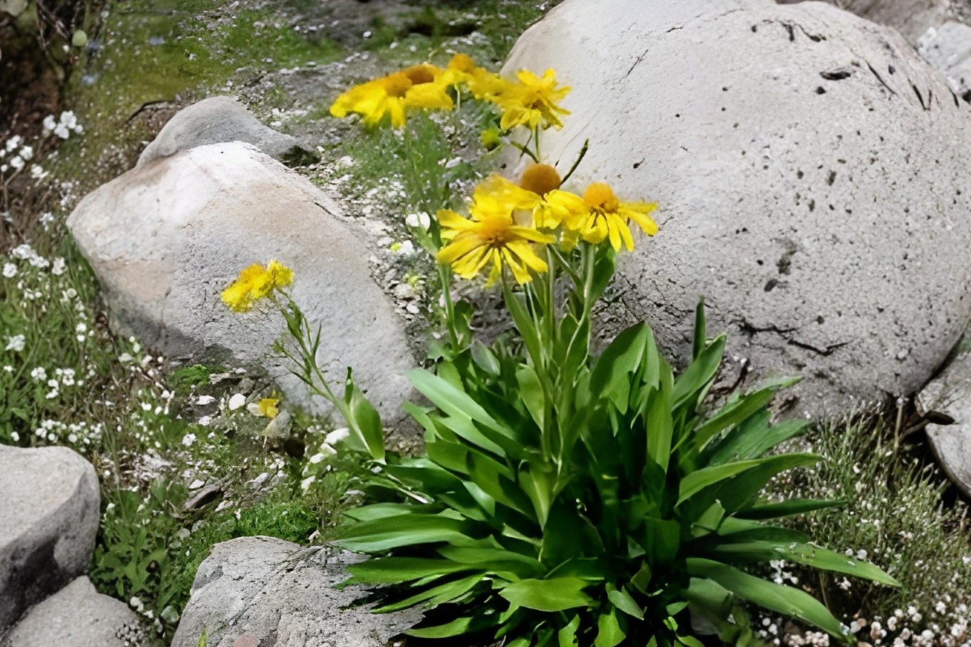 Creeping Daisy Seeds 100 | Swan River Daisy Chrysanthemum paludosum Low-Growing Flowering Plant