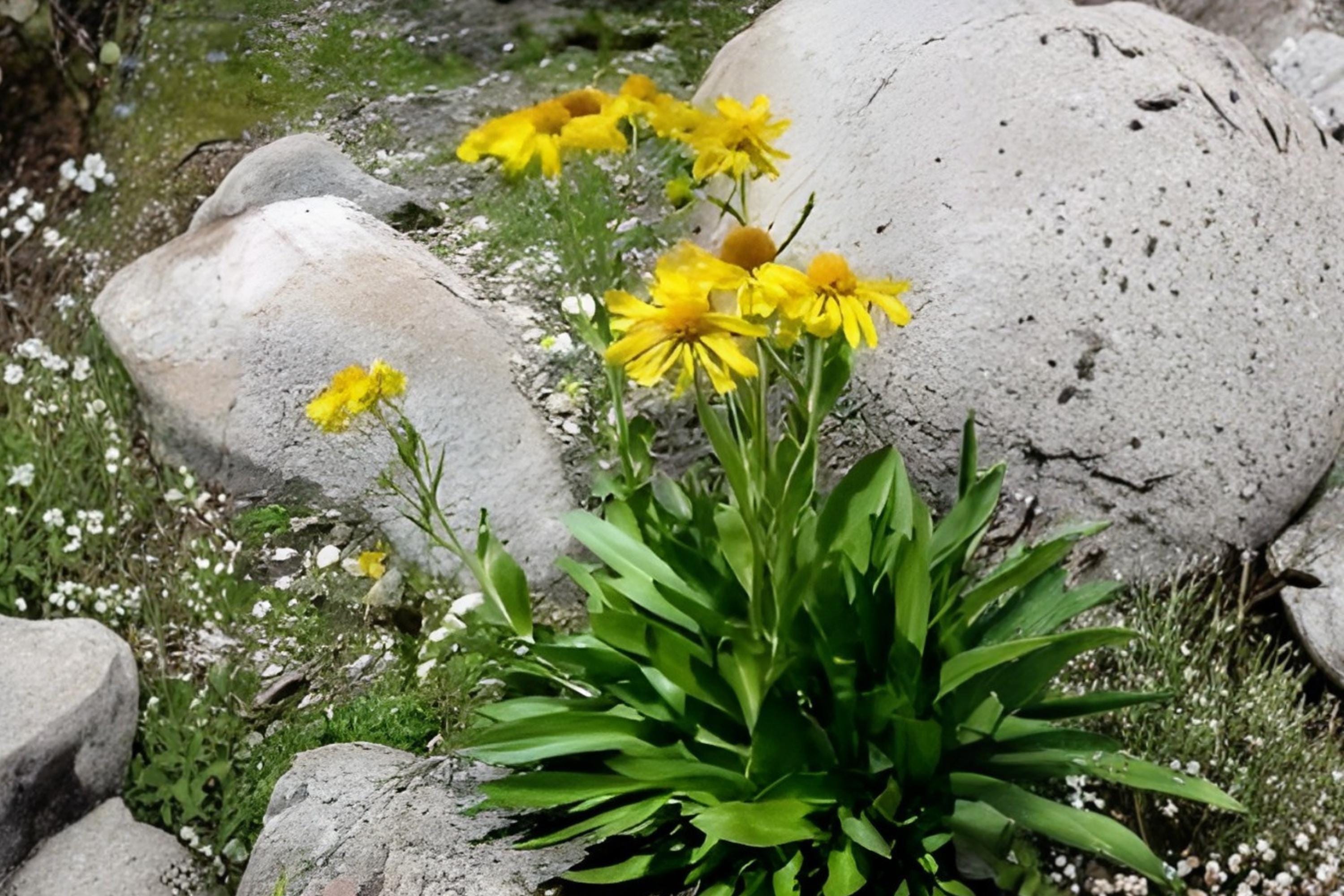 Creeping Daisy Seeds 100 | Swan River Daisy Chrysanthemum paludosum Low-Growing Flowering Plant