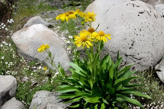 Creeping Daisy Seeds 100 | Swan River Daisy Chrysanthemum paludosum Low-Growing Flowering Plant