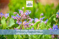 Borage Seeds 200+ Borago officinalis Blue Starflower Herb Garden, Annual Flower Seeds for Outdoor Planting