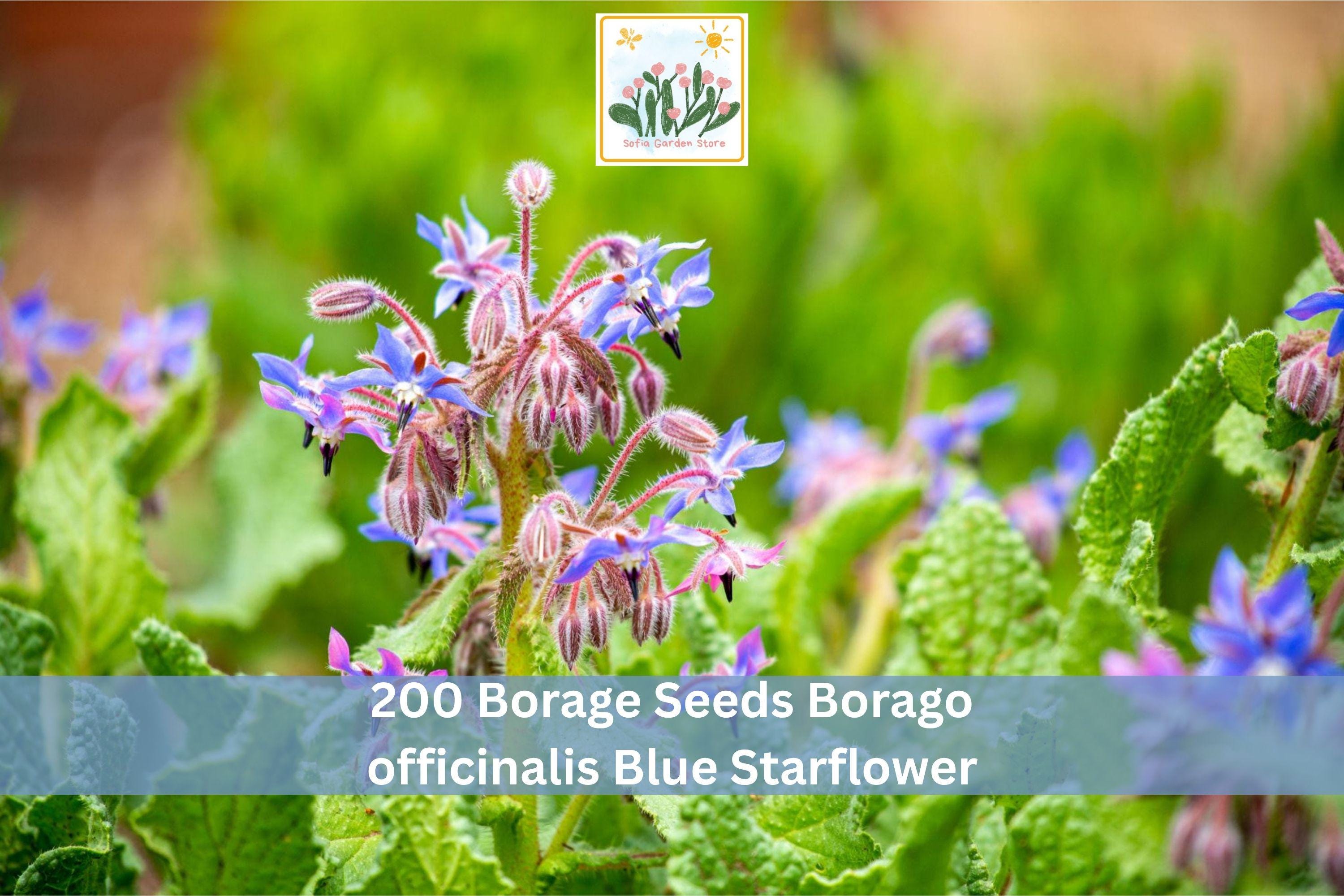 Borage Seeds 200+ Borago officinalis Blue Starflower Herb Garden, Annual Flower Seeds for Outdoor Planting