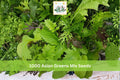 Asian Greens Mix Seeds - Microgreens & Baby Leaf Garden Pack, Leafy Vegetable Blend, Vibrant Green & Red Colors
