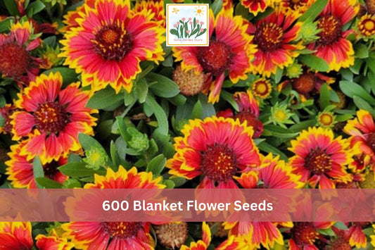 Gaillardia Blanket Flower Seeds, Perennial Mix, Bright Red Orange Yellow Blooms, Pollinator Garden, Gaillardia spp.