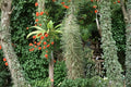 Octopus Tree Seeds – Didierea madagascariensis Succulent Tree for Arid Climates, Rare Madagascar Native Plant, 5 Seeds