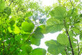 Teak Tree Seeds – Tectona grandis – Tropical Hardwood Tree for Planting, Full Sun, Well-Draining Soil