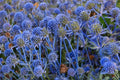 Blue Star Sea Holly Seeds – Eryngium planum, Ornamental Blue Flower, Dried Floral, Perennial Garden Plant