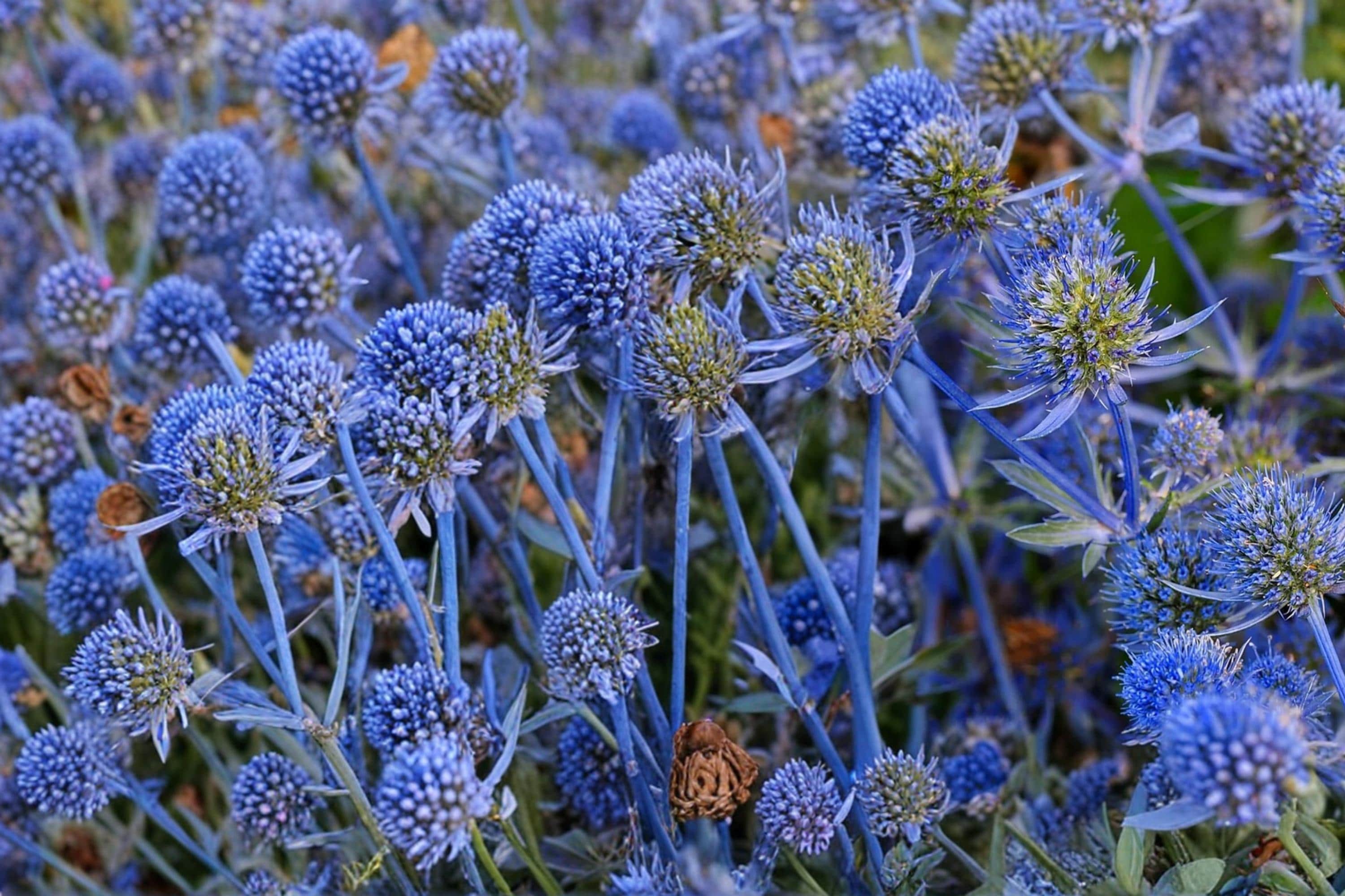 Blue Star Sea Holly Seeds – Eryngium planum, Ornamental Blue Flower, Dried Floral, Perennial Garden Plant