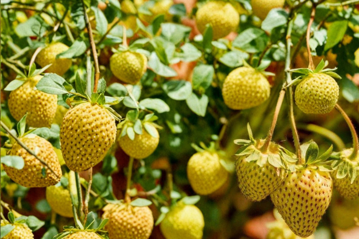 Yellow Alpine Strawberry Seeds – Fragaria vesca ‘Yellow Wonder’ – Compact Day-Neutral Edible Berry Plant for Garden & Containers