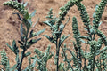 Lambsquarters Seeds 100 Pack – Chenopodium album Edible Wild Plant Seed for Garden & Naturalized Areas