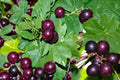 Muscadine Grape Seeds – Vitis rotundifolia – Climbing Vine for Trellises & Fences – Fruit Plant Seed