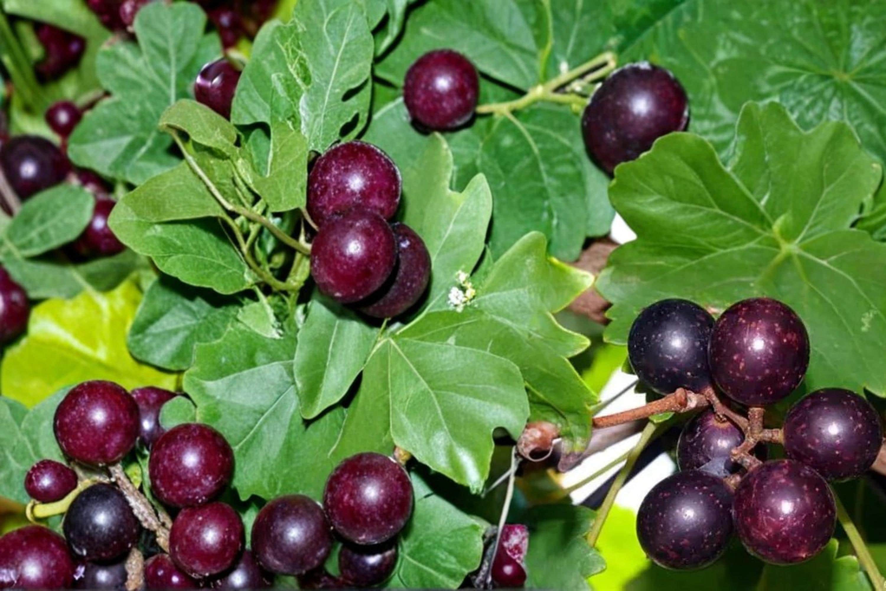 Muscadine Grape Seeds – Vitis rotundifolia – Climbing Vine for Trellises & Fences – Fruit Plant Seed