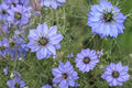 Love in a Mist Seeds – Nigella damascena, Annual Flower, Blue/White, Ornamental Garden Plant, 500 Seeds