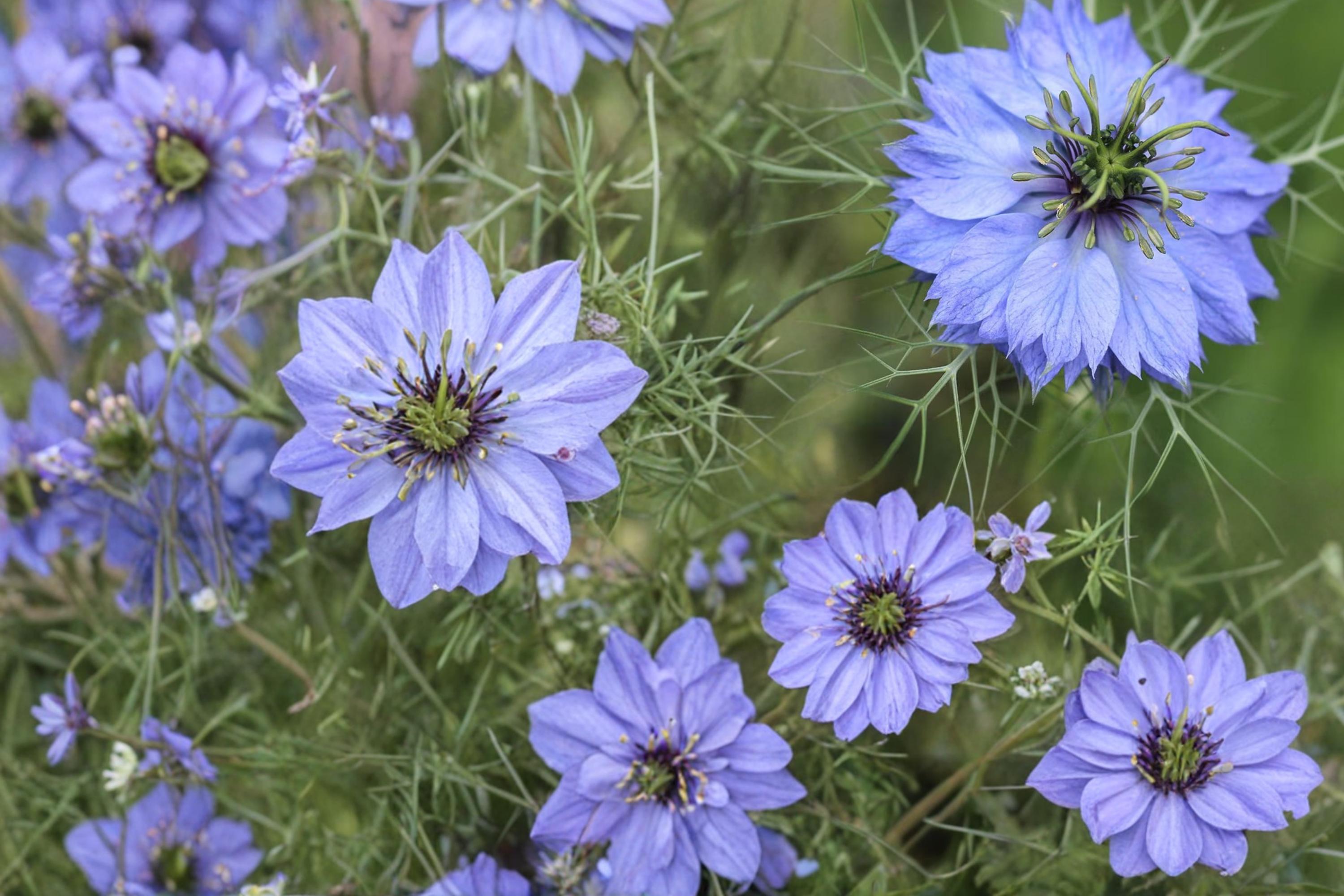 Love in a Mist Seeds – Nigella damascena, Annual Flower, Blue/White, Ornamental Garden Plant, 500 Seeds