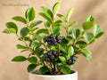 Madame Lemoine Lilac Shrub – Fragrant Double White Flowers – Syringa vulgaris – Live Starter Plant, 12+ Inches