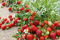 Yambu Strawberry Roots – Fragaria × ananassa Bare Root Fruit Plant for Garden Beds & Containers