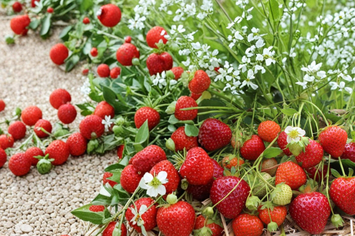 Yambu Strawberry Roots – Fragaria × ananassa Bare Root Fruit Plant for Garden Beds & Containers