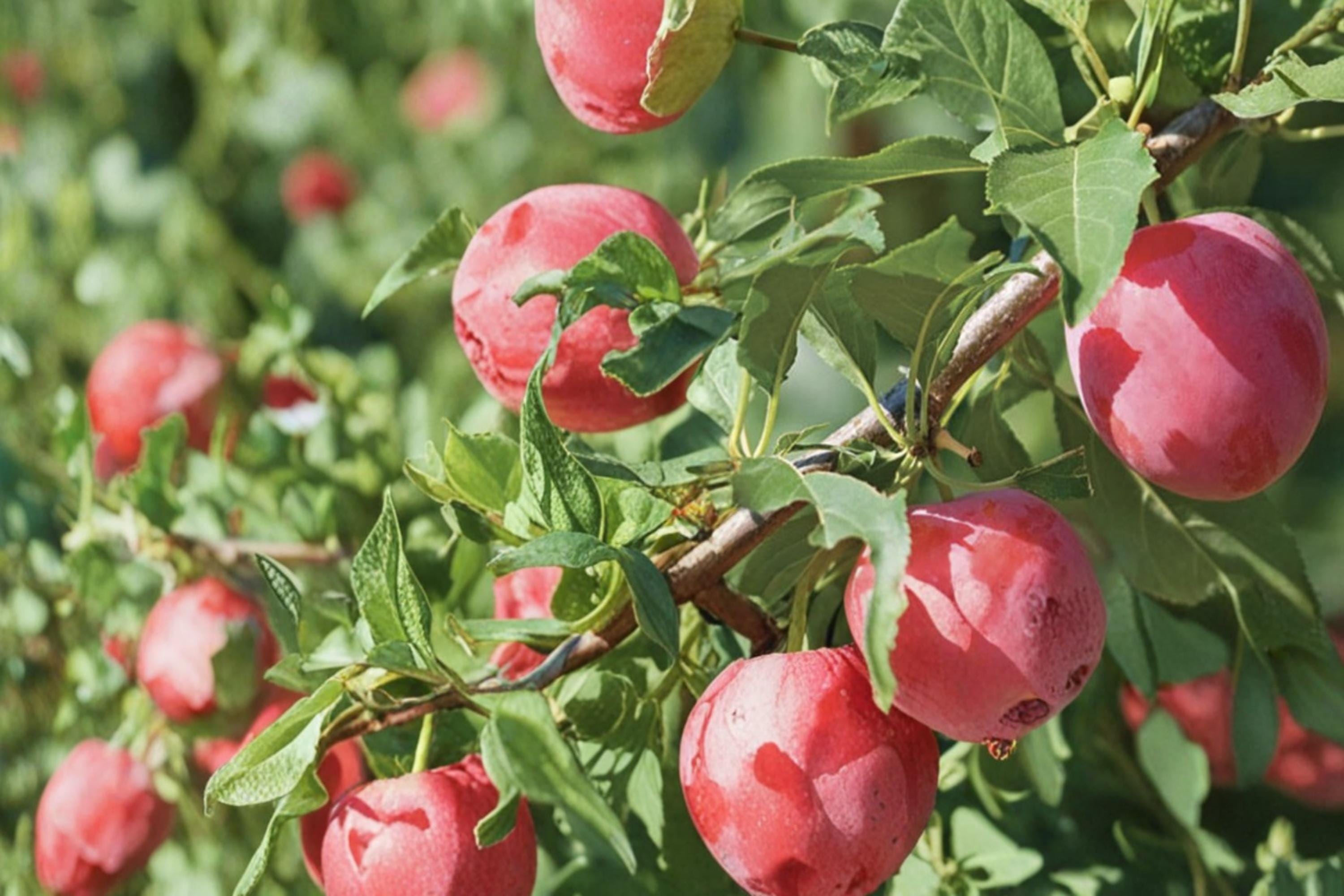 American Plum Seeds – Prunus americana, Edible Fruit Tree, Garden & Orchard Planting, Deciduous Fruit Tree Seeds