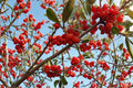 Silver Buffaloberry Seeds – Shepherdia argentea, Hardy Deciduous Shrub for Landscaping and Hedges