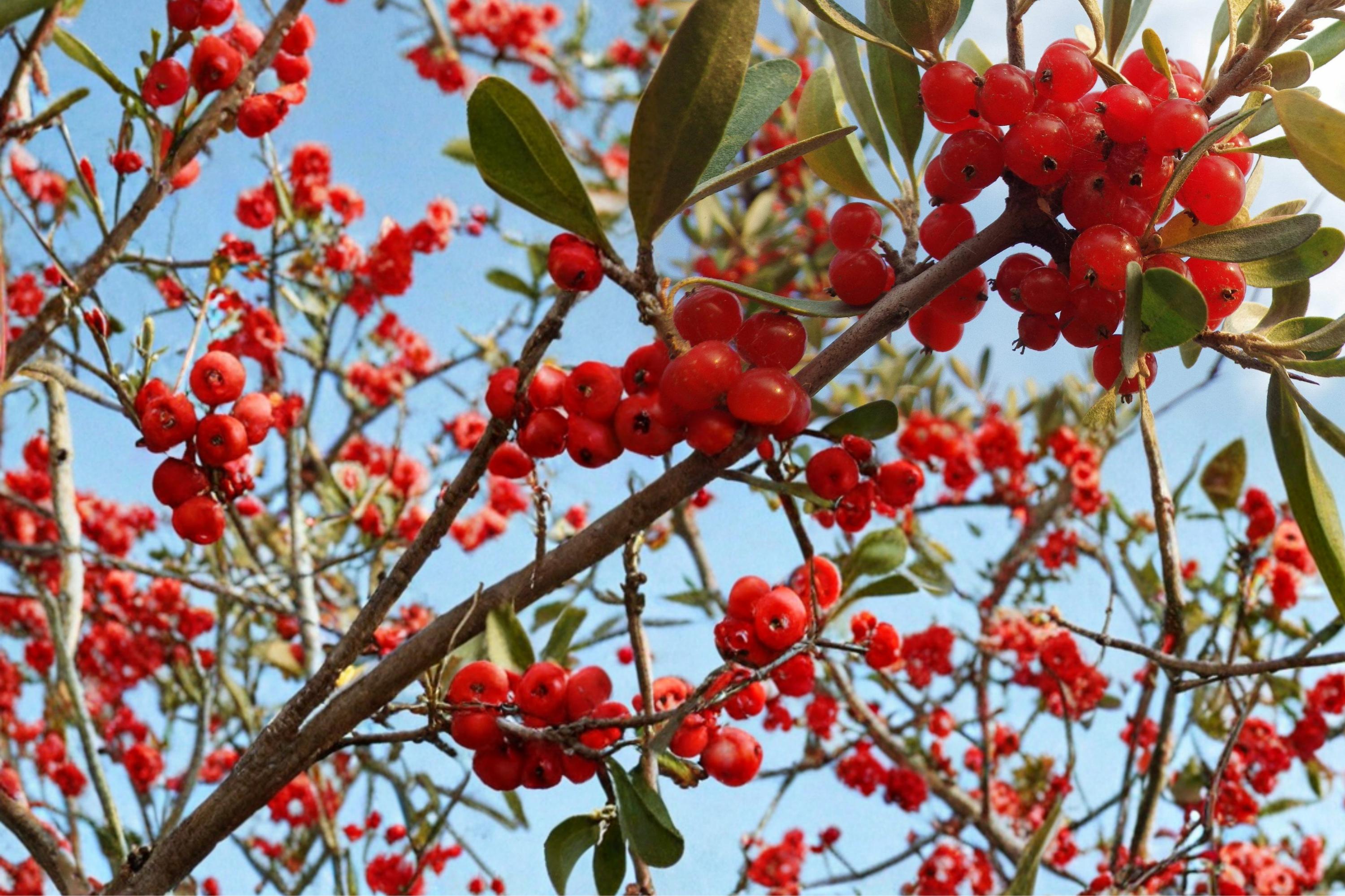Silver Buffaloberry Seeds – Shepherdia argentea, Hardy Deciduous Shrub for Landscaping and Hedges