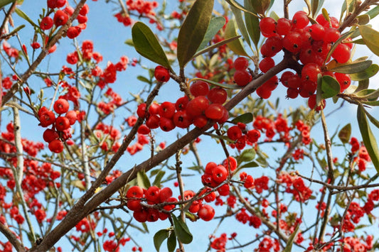 Silver Buffaloberry Seeds – Shepherdia argentea, Hardy Deciduous Shrub for Landscaping and Hedges