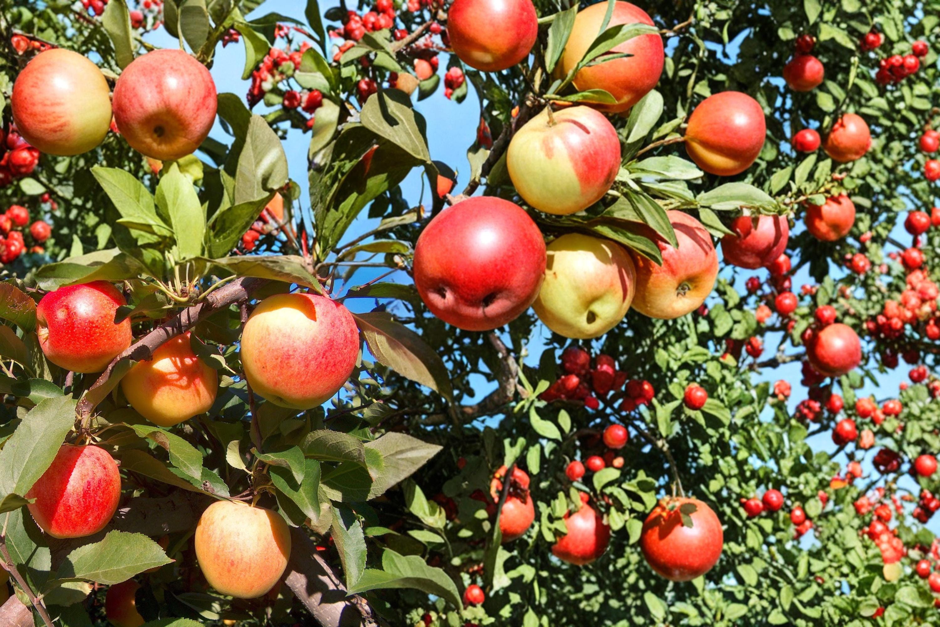 Apple Tree Seeds – Malus domestica, Fruit Tree Seeds for Orchard & Garden Planting
