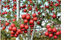 Thornless Hawthorn Seeds, Crataegus crus-galli, Ornamental Tree, Hedge Plant, Wildlife Support, Fall Color