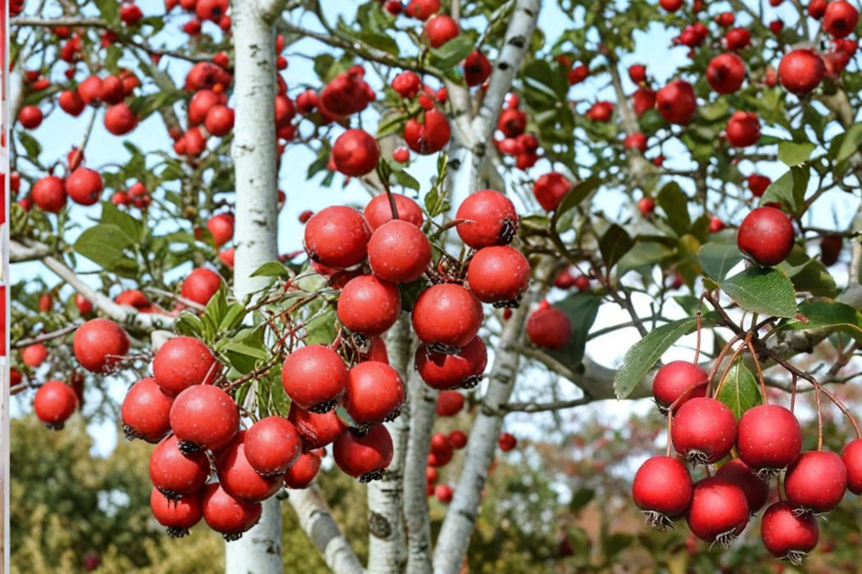 Thornless Hawthorn Seeds, Crataegus crus-galli, Ornamental Tree, Hedge Plant, Wildlife Support, Fall Color