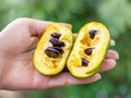 Wooly Pipevine Seeds, Native Climbing Vine with Heart-Shaped Leaves, Aristolochia tomentosa, Butterfly Host Plant, Wildlife Garden