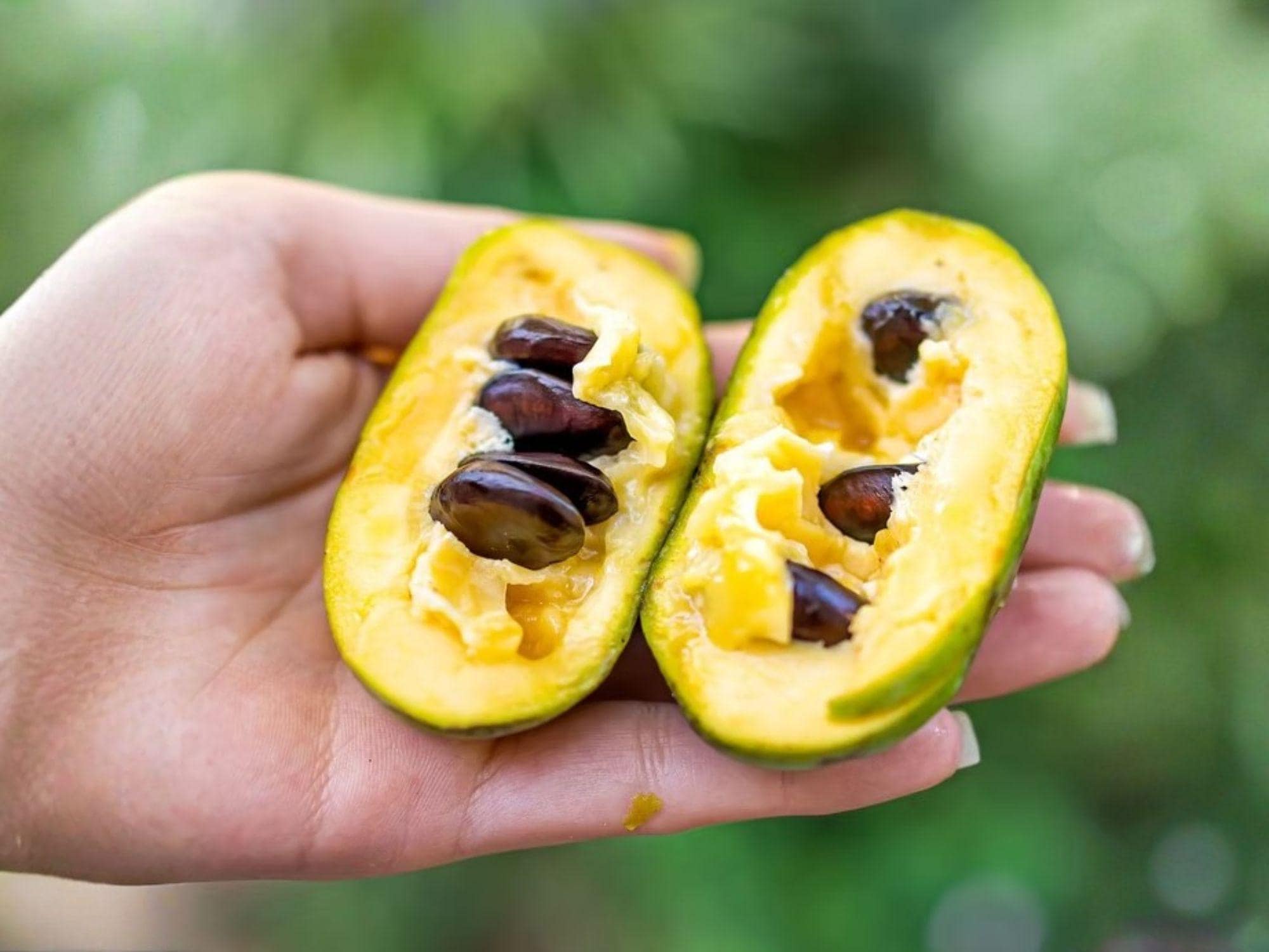 Wooly Pipevine Seeds, Native Climbing Vine with Heart-Shaped Leaves, Aristolochia tomentosa, Butterfly Host Plant, Wildlife Garden