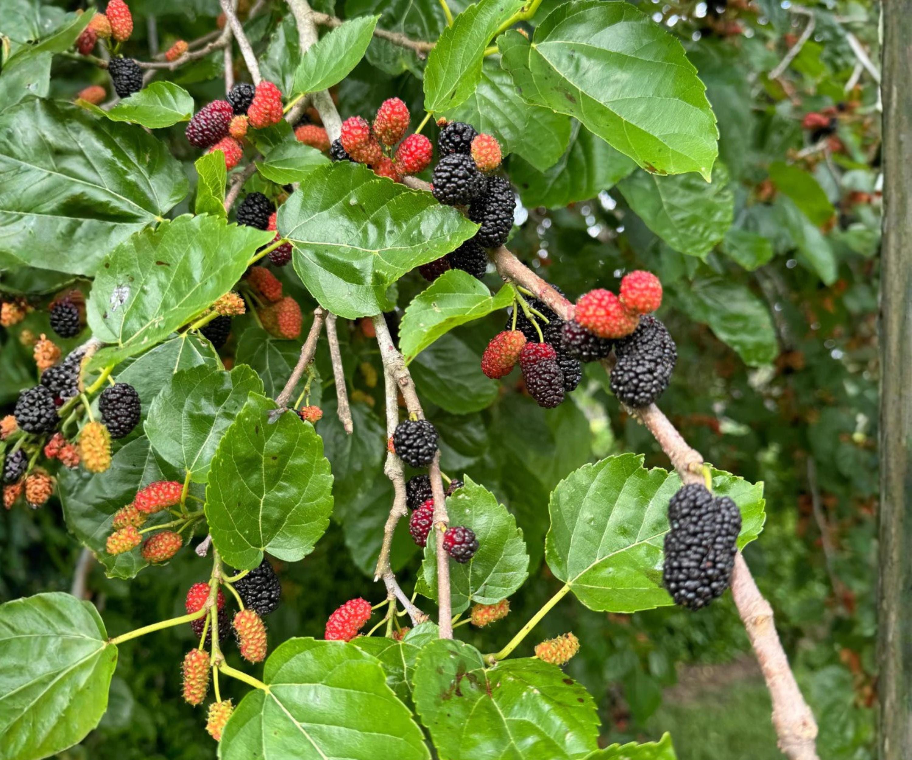 Dwarf Everbearing Mulberry Live Plants Set of 4, Fast Growing Fruit Trees for Indoor & Outdoor, Edible Landscaping, US Grown