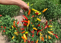 Hungarian Yellow Wax Pepper Seeds - Heirloom, Bright Yellow Chili Pods, Medium Heat, High Yield, Garden Planting, Capsicum annuum