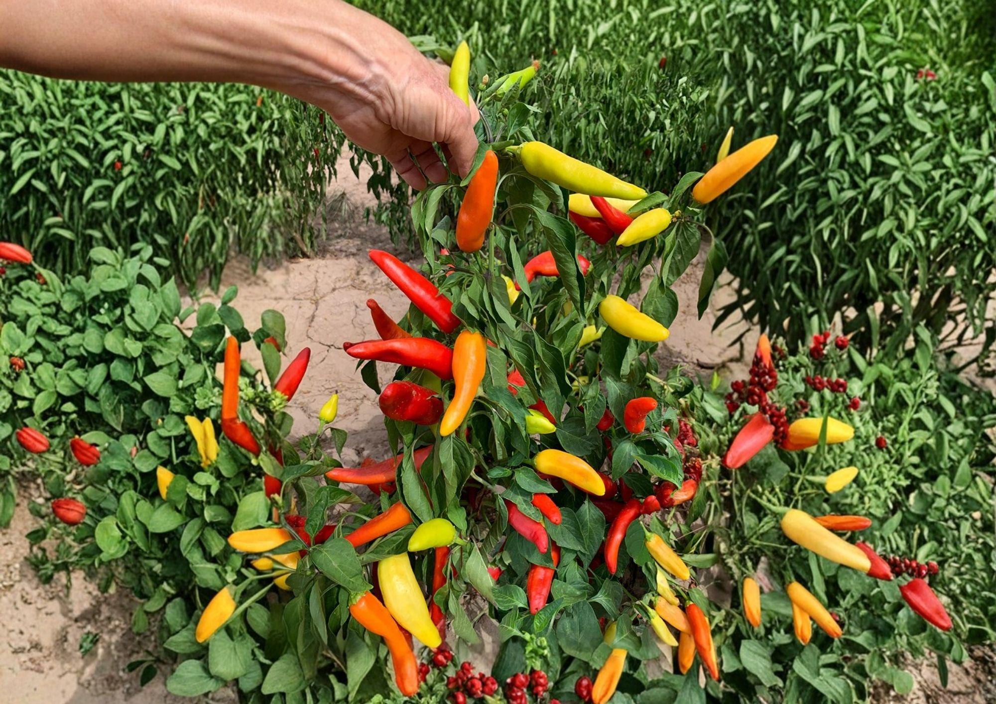 Hungarian Yellow Wax Pepper Seeds - Heirloom, Bright Yellow Chili Pods, Medium Heat, High Yield, Garden Planting, Capsicum annuum